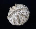 Aspidiscus cristatus (LAMARCK 1801) - Bild © FossNet FossilienStore